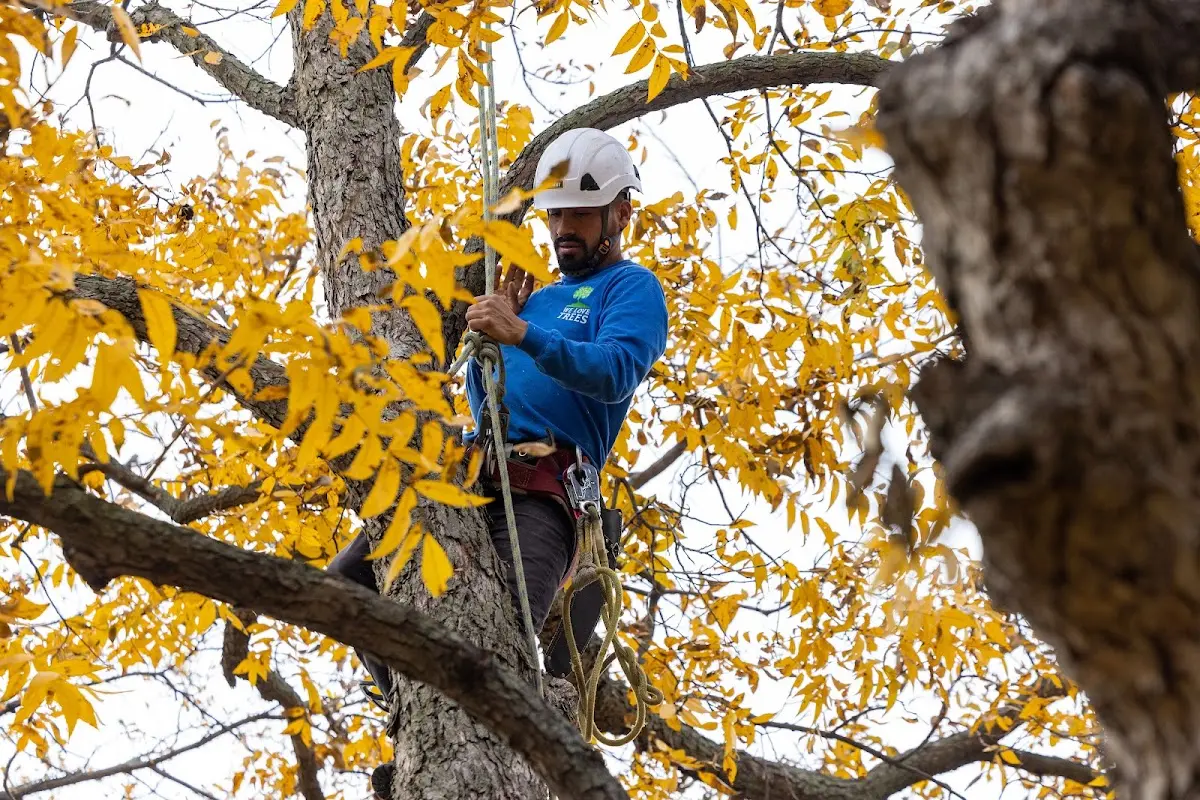 Skilled Tree Planting crew working in Odenton