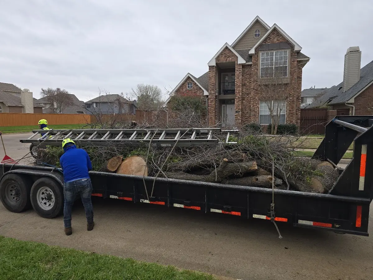 Expert Tree Removal with proper safety equipment in Odenton